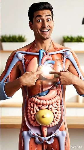 “Body3DArt Realistic Internal Organs Anatomy in 3D Educational Medical Visuals Interactive Body Art”