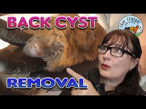 Guinea pig Back Cyst removal at Cavy Central Guinea Pig Rescue
