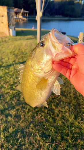 Best thing I ever cooked part 2 #cooking #fishing #outdoors #easyrecipe #cheapprice #seafoodlover | Wade Fishez