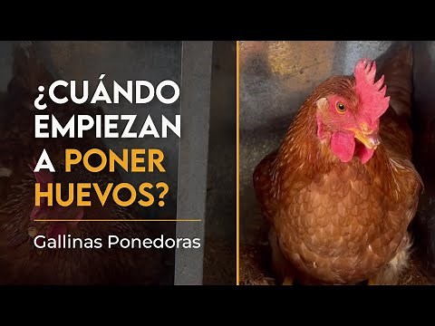 Tiempo de Postura en las Gallinas Ponedoras: Todo lo que Necesitas Saber | Rm Agroinversiones