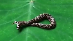 Extremely rare two-headed viper shocks locals in India