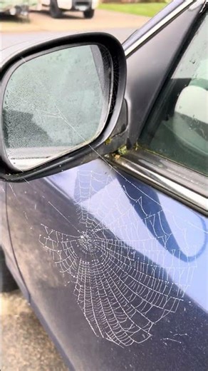 Check out this cool looking spider web on the side of our car! (OFL 2856)