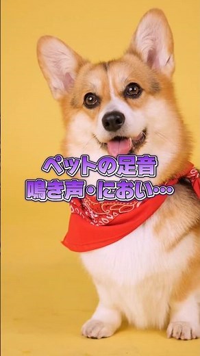 今すぐできる！ペットと快適に暮らす簡単3選 #ペットのいる暮らし #ペット消臭 #簡単DIY