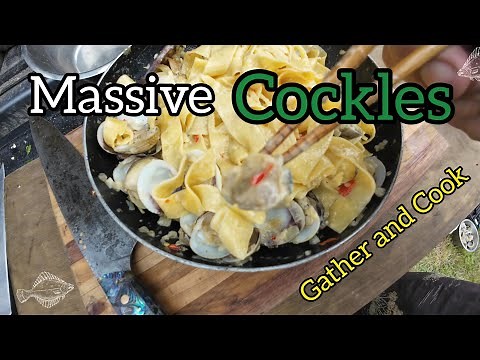 Massive Cockles Gather and Cook