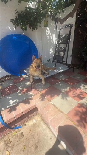 Kingston has been with @StacyHopeRescue since February 2025! I sound like a broken record but how are we supposed to keep going if the dogs previously rescued don’t find homes?! 😞 Kingston has been in training since 01/26 so that’s 4 months at $2800 each = $11,200 ! He didn’t need 4 months, he was ready after 2 but we didn’t want to send him back to boarding & kept praying someone would step up & offer to foster or adopt! Please share him & help get him seen 🙏🏼 ✨Check his profile on https://t