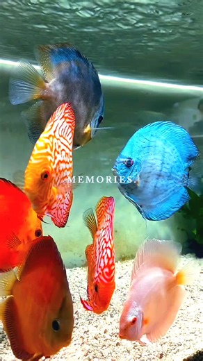 #discus #discusfish #discusfishtiktok #discusaquarium #discusmalaysia #discus #beladiscus #ikan #discuscantik #ikanlaga #ikan #discuscantik #discusoftiktok #ikandiscus #discusfish #discus #discusbkue