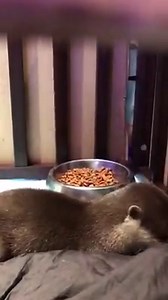 190K views · 5.5K reactions | shake hands with otters. credit: twitter.com/love_otter_love | Otter | Facebook