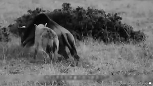 24K views · 310 reactions | The moment of battle between the lion and the angry hyena | Africa Journey Nature Experience | Facebook