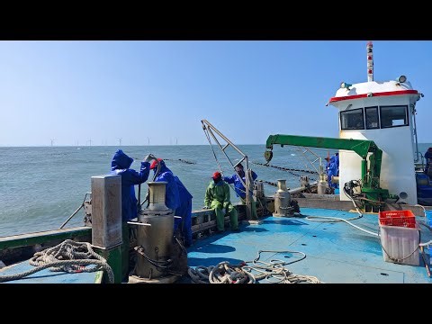 「🔴Live」海上直播！昨日的寒風大浪，今日的豔陽高照，出海抓魚，上大貨！ #金吉利 #金吉利定置網 #金吉利定置漁場 #定置網 #shorts #fish #fisher #fishchannel
