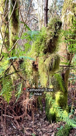 📍 Cathedral Tree — Astoria, Oregon In the forest near the Astoria Column is the beautiful Cathedral Tree 🌲 Info: Distance: 0.9 mile hike Cost: $5 parking fee at the Astoria Column Tree Type: Sitka Spruce This massive Sitka spruce gets its name from the way its branches grow outward and upward, creating a natural “cathedral” canopy. It’s a short and peaceful walk through the forest. Certainly a unique stop if you’re visiting Astoria! #astoriaoregon #oregon #oregonhiking #pnw #cathedraltree