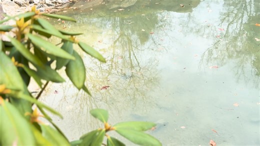 35K views · 422 reactions | It's oh-FISH-al.  We're being Koi.  A natural spring in our Rock Quarry Garden is now home to a small pond with koi and goldfish. The pond is a six-month collaborative effort between Parks and Grounds and Public Works crews to create a habitat for "school" visitors on our commitment to sustainability. | City of Greenville, South Carolina Government | Facebook