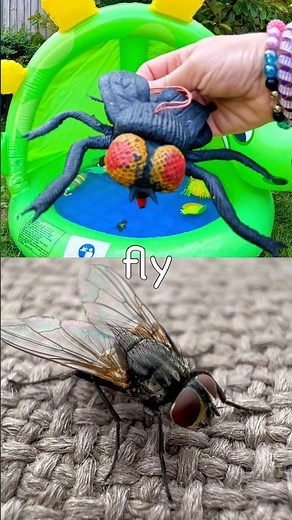 Kids Learn | Bug Insect Names at the Dino Pool: Caterpillar Spider Moth Cicada Fly