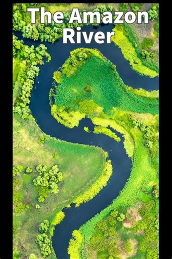 facts about amazon river #amazon #amazonjungle #amazonriver #southamerica #america #facts