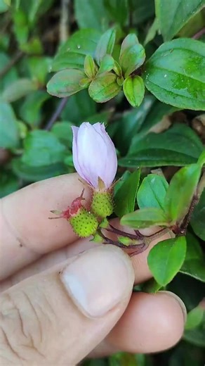 #养生知识 #中医养生 #养生