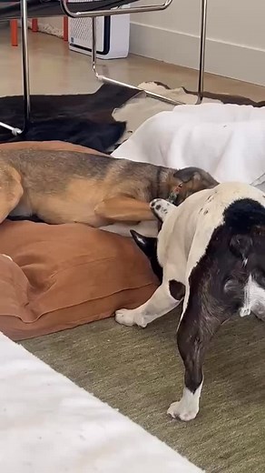 When staying with your auntie is basically an overnight playdate with your bestie ❤️❤️ | Mijango-Greig Fosters