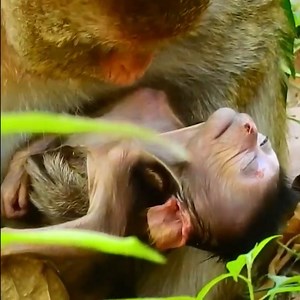 1.6K views · 20 reactions | Sad Day Poor Life Animals Monkey Dead, Baby, Mommy Crying Broken Hart Pitiful Baby. | Avata Monkeys | Facebook