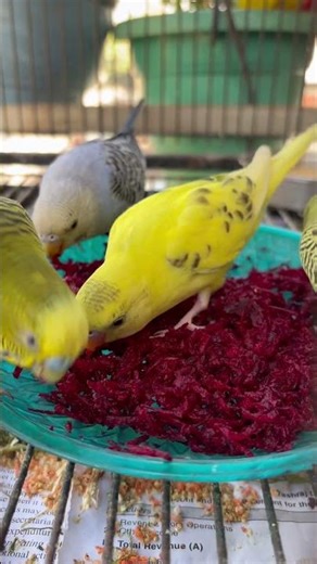 Day-379 My Budgies Love Beetroot! 🐦🥕 Healthy Food for Parakeets #budgielovers #birdbreeding #viral