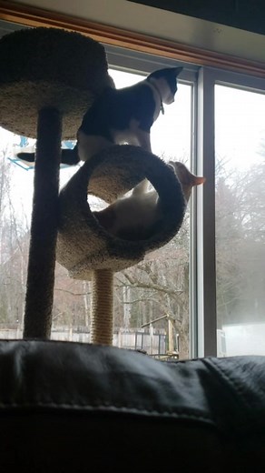 24 reactions | I was laughing so hard about this yesterday, I never even thought to put music to it.  | Angela M. Rintamaki | Facebook