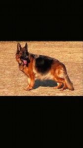 Pregnant female from Dossel Kennel. | German Shepherd Dog in China