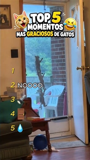 😂 TOP 5 Momentos Más Graciosos de Gatos 🐱 #Shorts #Gatos #GatosGraciosos #FunnyCats #humor