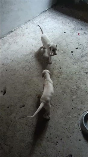 mudhol Hoda papi male and female papi available sir call me 7676309107