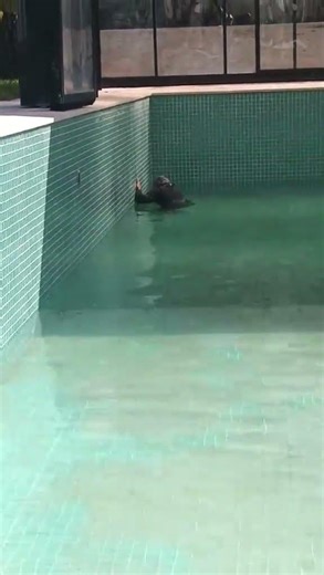 Détection de fuite piscine #maroc , avec un traçeur fluorescent