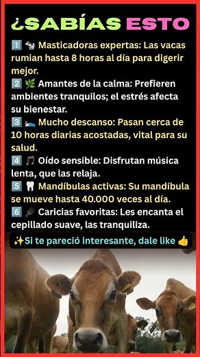 ¿SABÍAS ESTO? 🐄 Datos Increíbles Sobre las Vacas