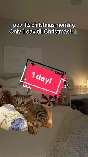 Tomorrow it’s Christmas!!!🎄🎅 #cat #ChristmasCountdown #christmasvibe #happyholidays #merrychrismas
