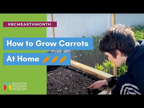 Learn How To Grow Carrots! | Earth Month Gardening Activity for Kids 🥕