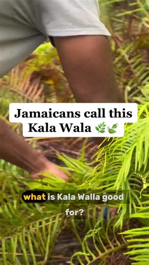 4.7K views · 70 reactions | Meet Kala Walla – Jamaica’s Hidden...
