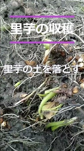 里芋の収穫 #shorts #種芋１個から240個 ＃里芋 ＃里芋の収穫時期 ＃収穫の手順