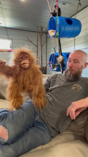 When the new orangutan puppet is the new alpha 🤣 | Our Life Adventures