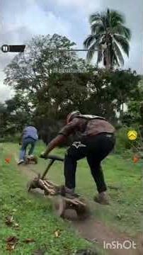 angry birds go real life