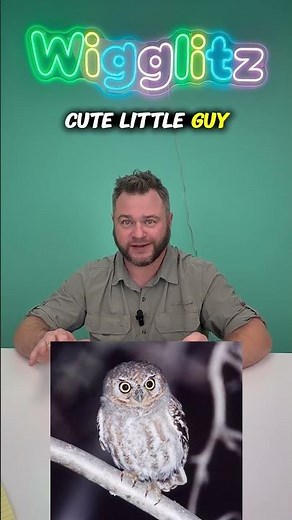 Wigglitz: Meet the Smallest and Biggest Owls Ever!