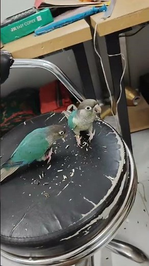 Live highlights blue conure #parrottraining #blueconure #conure #birds #shorts