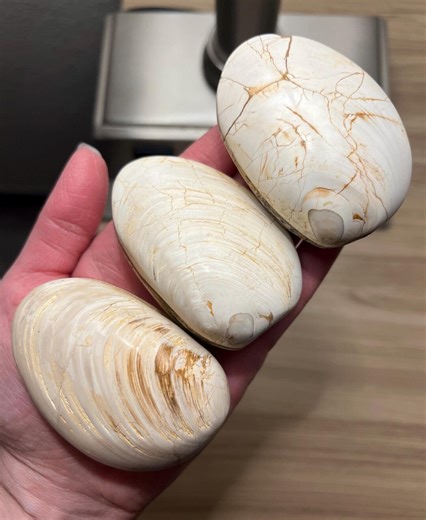 Medium Fossil Clam Bivalve, Fossil Shell, Clamshell, Bivalve Clam, Fossil Seashell, Fossilized Clamshell, Fossilized Seashell - Etsy