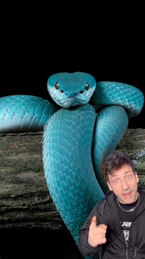 Meet the Komodo Island Pit Viper 👀 | Odd Danny