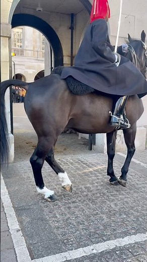 He left the sentry box like a king on a mission… then circled back casually 😂🐴👑 #shorts