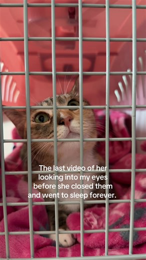 I promised her she would be the first thing I ask Allah for in Jannah آمِيّنْ يَا رَ بَّ العَـــالَمِيْن I will keep loving you and will miss you everyday Kibble ❤️