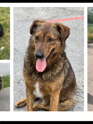 Dogs of Chernobyl Beyond the Russian Invasion Webinar part 3 #dogs #dogsoftiktok #chernobyl #dogsofchernobyl1 #chernobyl #cleanfuturesfund #pets #stopwarinukraine