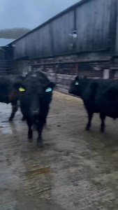 5.4K views · 13 reactions | New to Hexham Auction Mart..... Cleaboy Farming Company, Thirsk will consign 20 strong Angus and Hereford cross bullocks 8-10 months to tomorrows sale. Farm Assured, TB4, IBR and Rispoval vaccinated these calves are worthy of inspection amongst a super entry of 535 head. Call me on 07808 721957 for details. | Chris Armstrong | Facebook