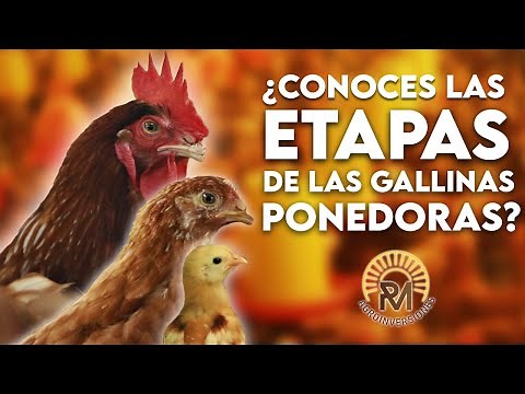 Cuales son las ETAPAS de las GALLINAS PONEDORAS