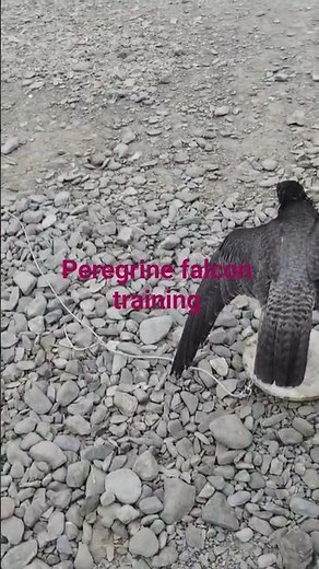 peregrine falcon training outdoor