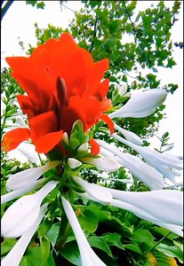 the pure beauty of flowers | Amazing Land