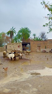 4.6K views · 10K reactions | Rain in the VILLAGE #villagelife #pakistanvillagelife #punjabvillagelife #rurallife #villageculture #villagelifestyle #simplelife #simpleliving #villagehome #mudhome #simplehome #rain | Rahat Amir | Facebook