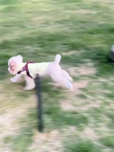 Secure Dog Shoes That Stay On! #cute #pet