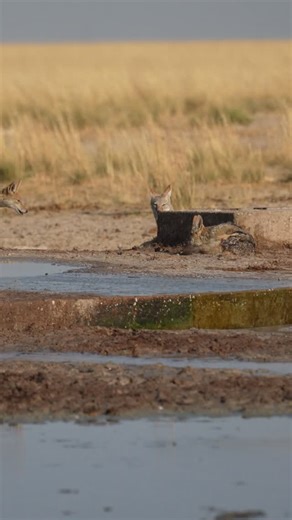 NWR Namibia on Instagram: "Black-backed at Etosha National Park in Namibia. #namibia #etosha #jackal #safari #travel #wildlife #traveller #visitnamibia #africansafari #explore #wildlifephotography #madbookings"