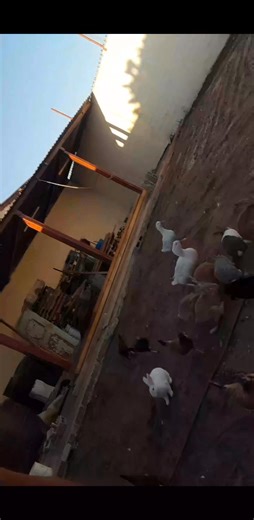 5.6K views · 70 reactions | 謹來 | Victor Garcia | Facebook