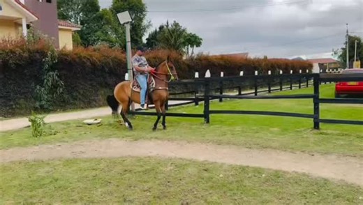 Portal Equino Oficial on Instagram: "🔥DISPONIBLE🔥 💎 PROFETIZA DE LA FLORIDA (PROFETA ❌ LA CAMPEONA MUNDIAL R 🎆FERRARI (BUCEFALO DE VUELTA GRANDE) 🐎 3 AÑOS | TROTE Y GALOPE COLOMBIANO 📜 REGISTRO FEDEQUINAS – PASOPISTA 🧬 GENÉTICA COMPROBADA Y VERIFICADA 💥 MANSEDUMBRE • FENOTIPO • CALIDAD 📍 TABIO – CUNDINAMARCA 📲 324 759 5574 💰 OPORTUNIDAD REAL — NO PERDER 💰 🔥🔥🔥"