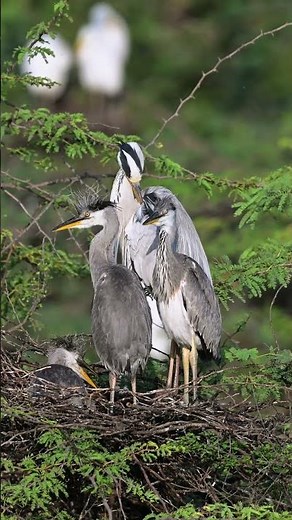 Grey Heron with Chicks | Beautiful Bird Moments in the Nest